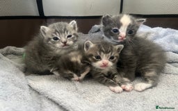 Persian cats for sale: Persian cross  - Image 6