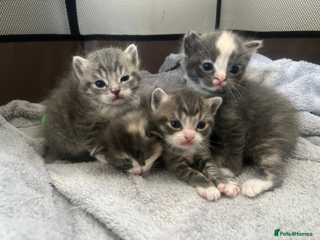 Persian cats for sale: Persian cross  - Image 6