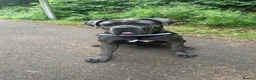 Cane Corso dogs for stud: Cane Corso (male) in Dalkeith - Advert 2
