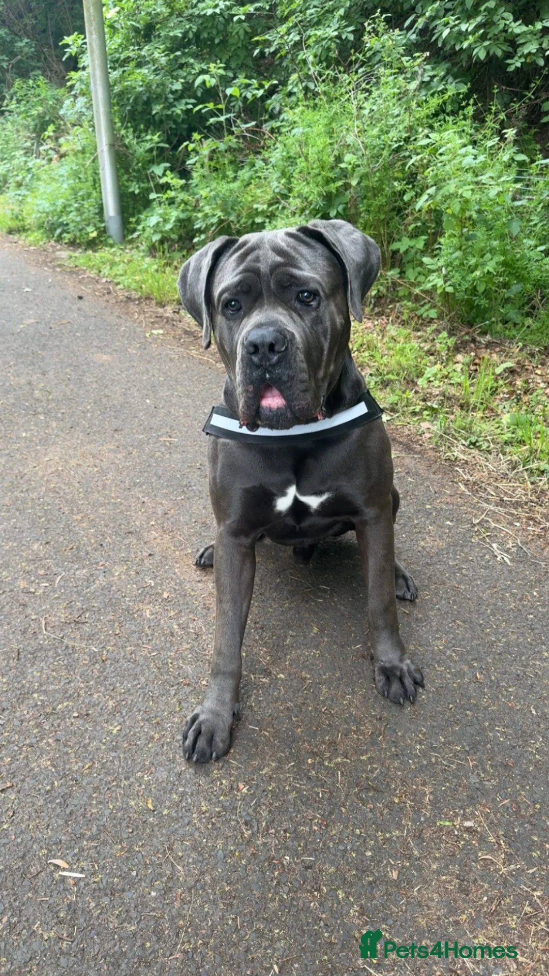 Cane Corso dogs for stud: Cane Corso (male) in Dalkeith - Advert 2