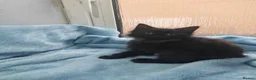 Mixed Breed cats for sale: Beautiful FLUFFY kittens VIDEOS - Advert 18