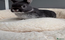 Netherland Dwarf rabbits for sale: Pure bred Netherland dwarfs  - Image 3