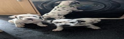 Dalmatian dogs for sale: Dalmatian puppies KC registered last 1 remaining - Advert 4