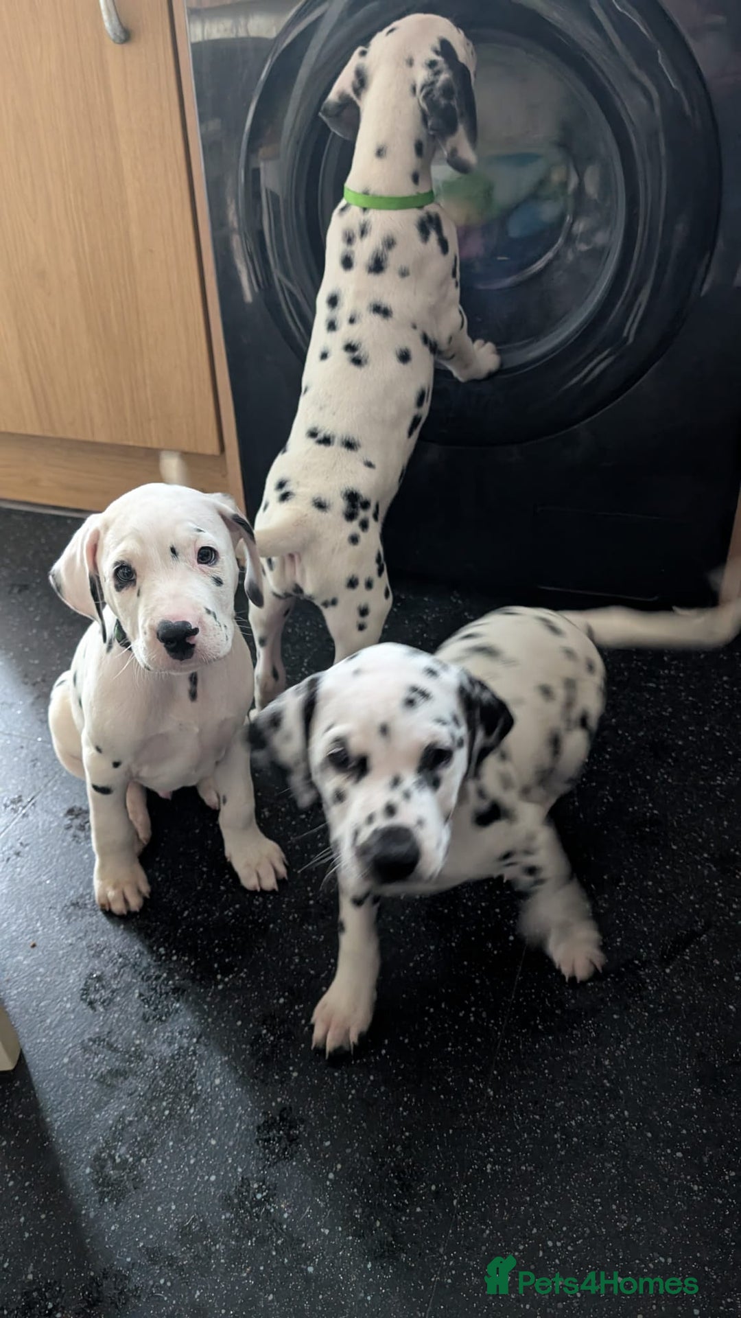 Dalmatian dogs for sale: Dalmatian puppies KC registered last 1 remaining - Advert 4