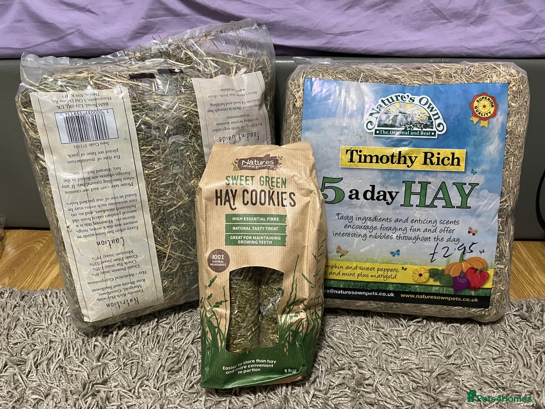 Mini Lop rabbits for sale: Needs rehoming!! - Advert 7