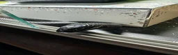 King Snake reptiles for sale: Mexican Black King Snake in Harlow - Advert 2