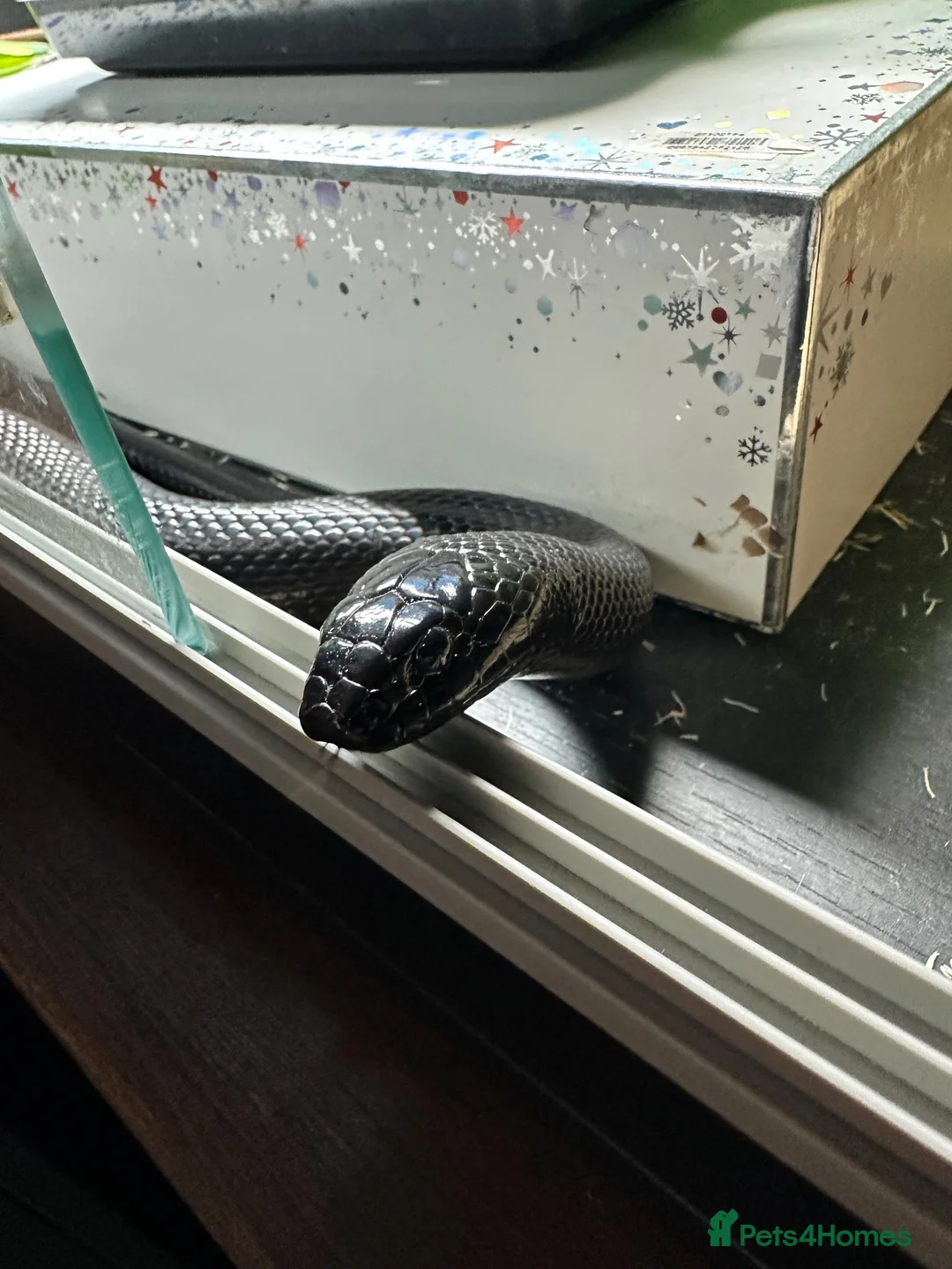 King Snake reptiles for sale: Mexican Black King Snake in Harlow - Advert 2