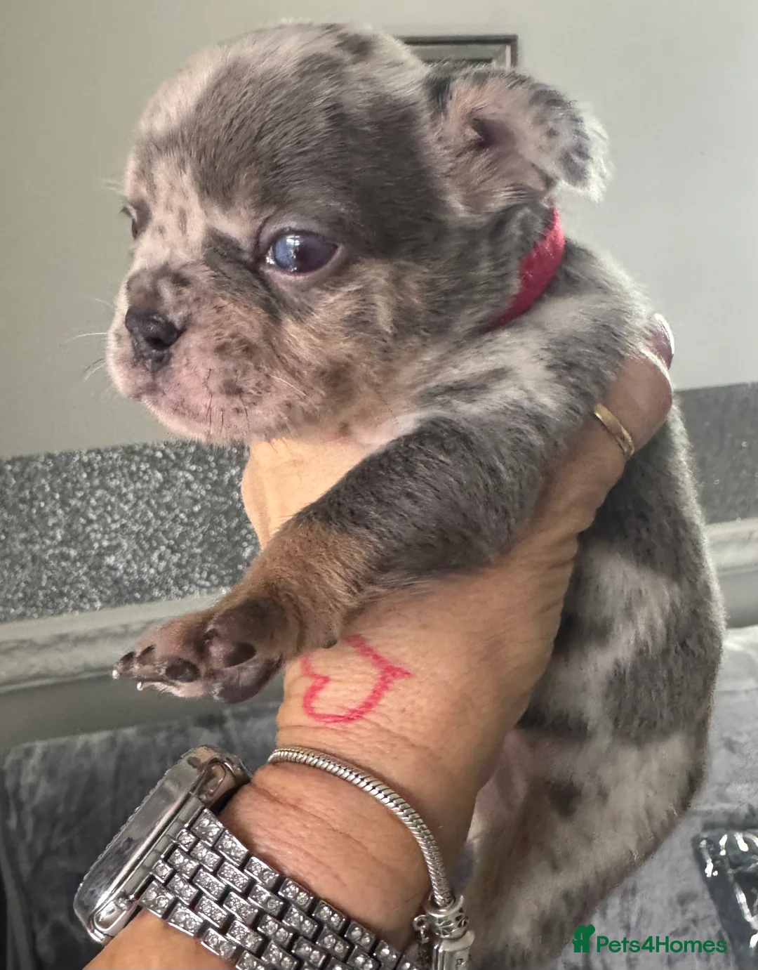 French Bulldog dogs for sale: Out standing french bulldogs merles carry fluffy - Advert 27