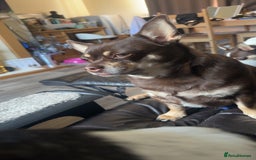 Pomchi dogs for sale: Choco- Reluctant rehoming - Image 2