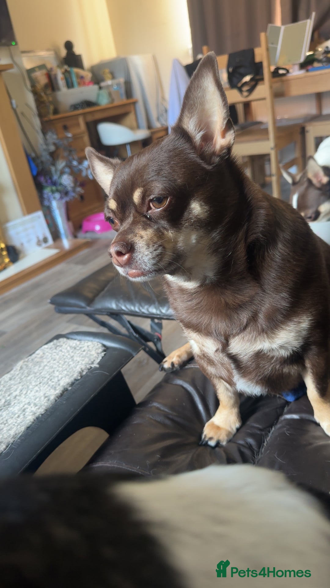 Pomchi dogs for sale: Choco- Reluctant rehoming - Image 2