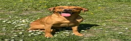 Labrador Retriever dogs for stud: KC Labrador for Stud 16 Champions in Lineage - Advert 4
