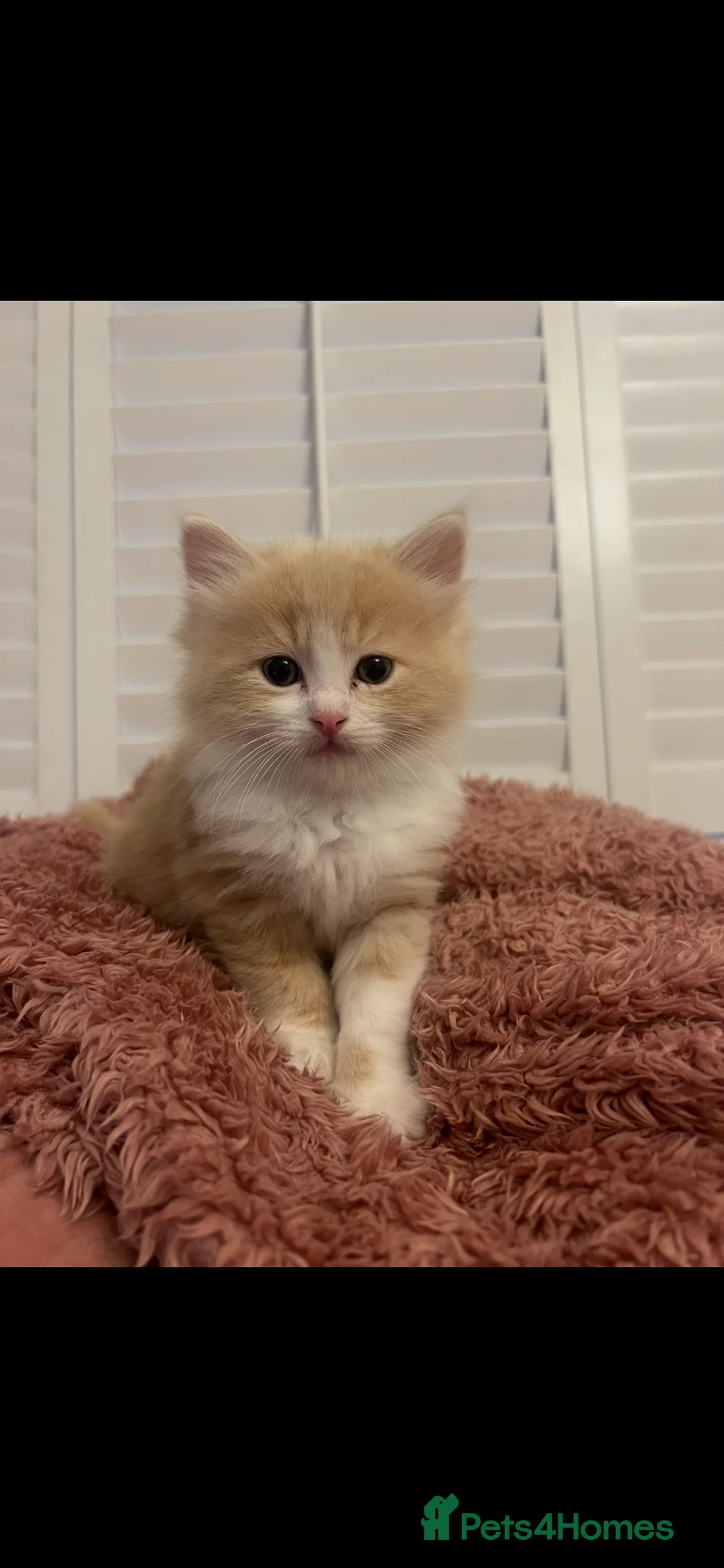 Ragdoll cats for sale:     Adorable Female Mixed Ragdoll Kitten 🩷 - Advert 2
