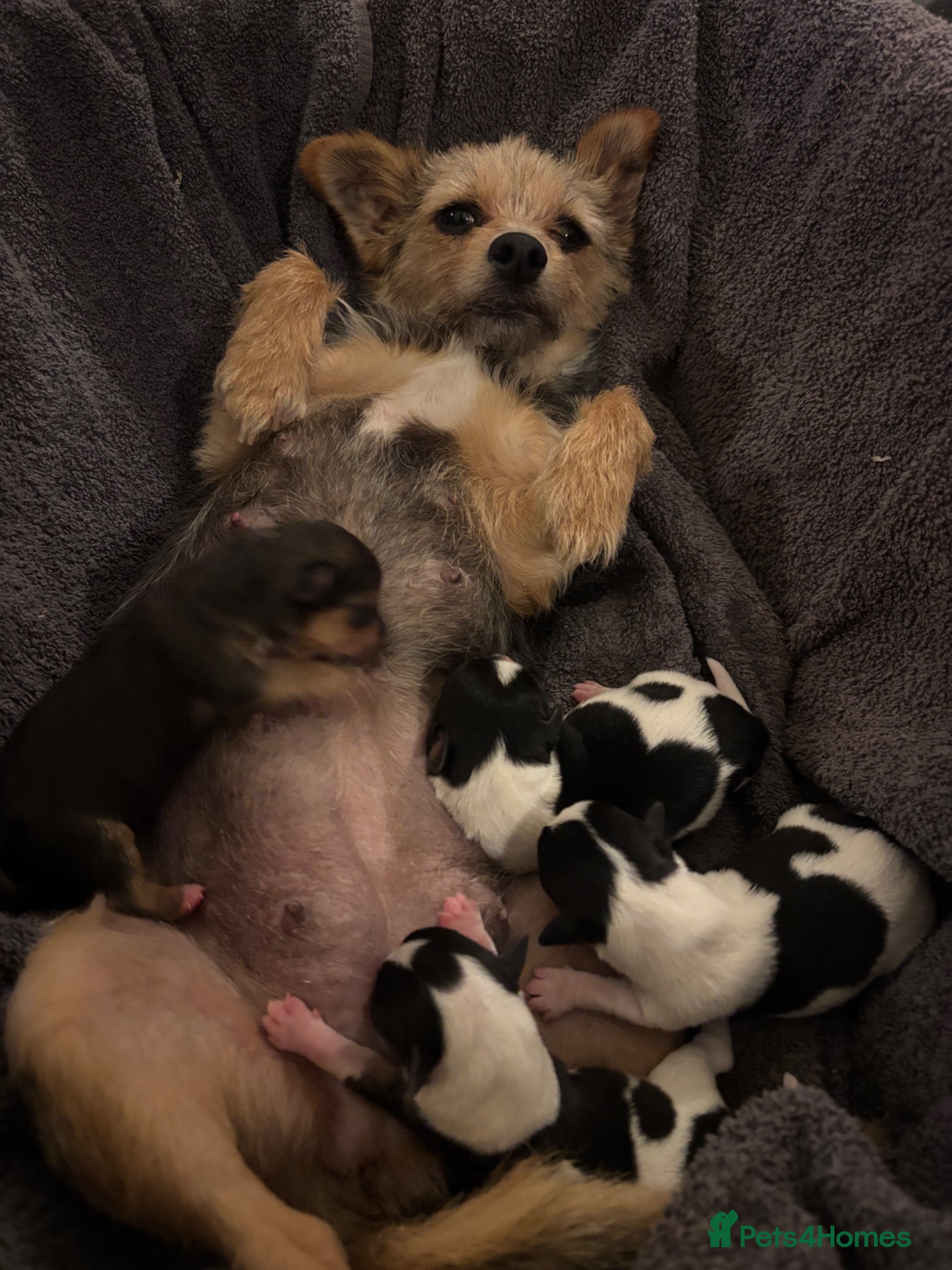Mixed Breed dogs Jack Russell with 1/4 Yorki  - Advert 1