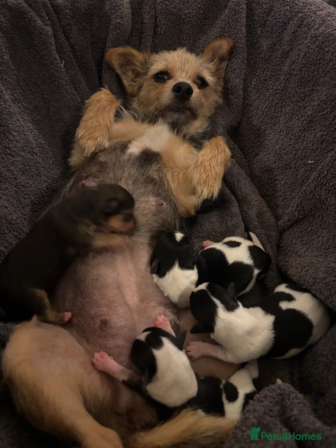 Mixed Breed dogs for sale: Jack Russell with 1/4 Yorki  - Advert 1