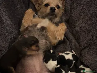 Mixed Breed dogs for sale: Jack Russell with 1/4 Yorki - Advert 1