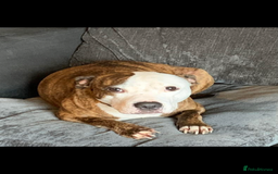 Staffordshire Bull Terrier dogs for sale: Loving Female staffy  - Image 2