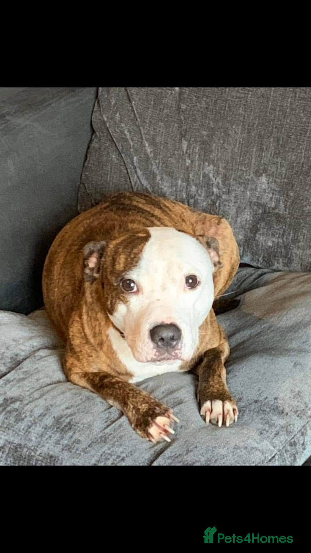 Staffordshire Bull Terrier dogs for sale: Loving Female staffy  - Image 2