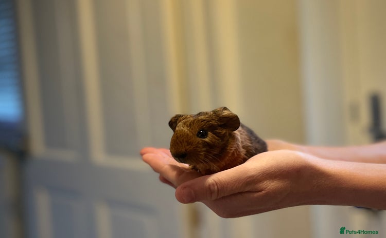 Guinea Pig rodents - Advert 17