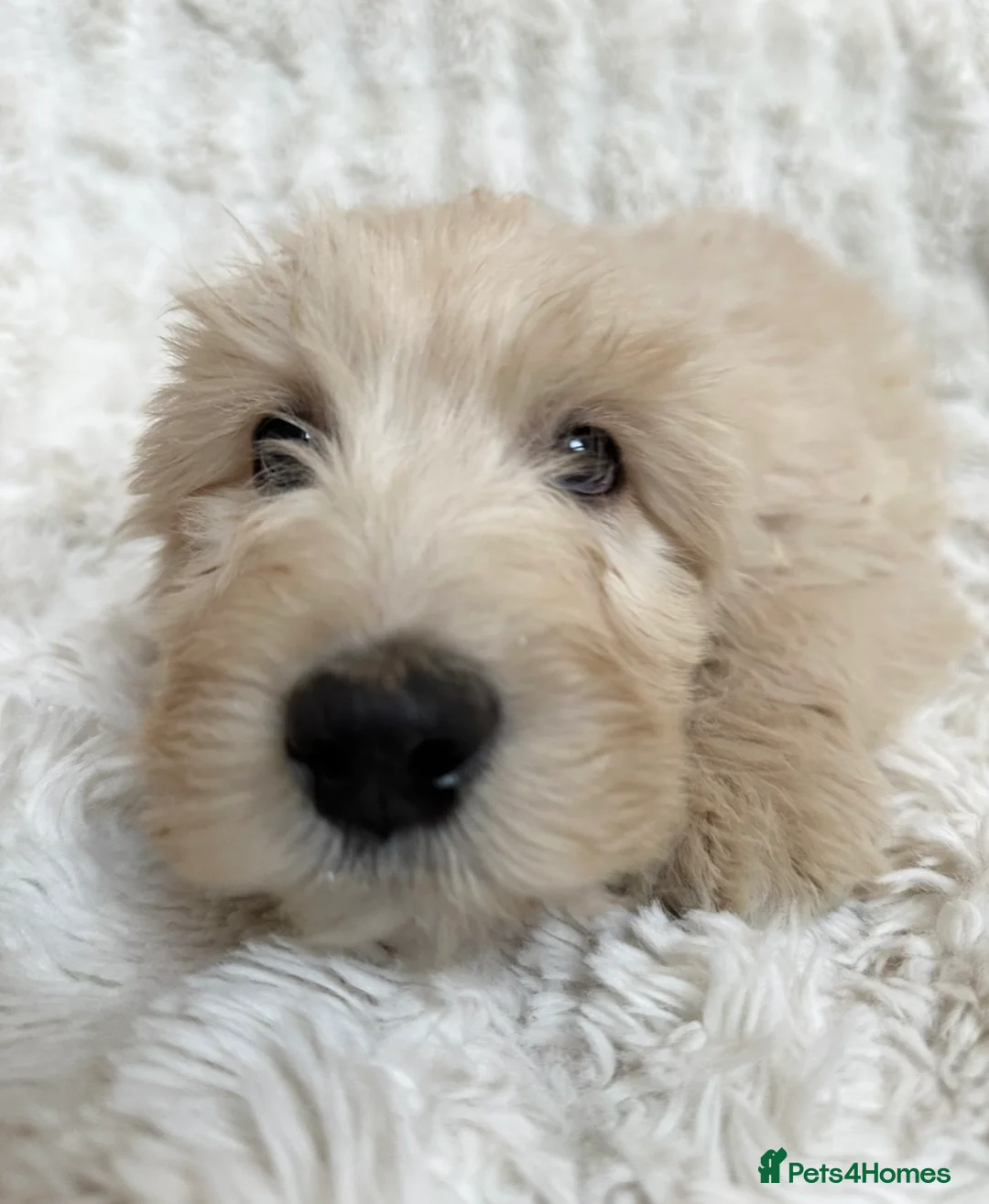 Goldendoodle dogs for sale: Big chunky doodles looking for homes  - Advert 10