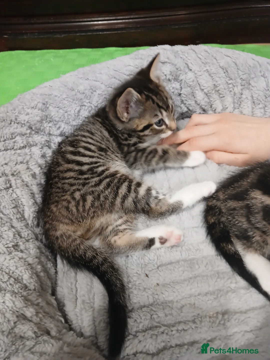 Mixed Breed cats for sale: 4 cute kittens for sale - Advert 3