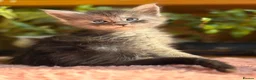 Maine Coon cats for sale: Beautiful Maine Coon kittens - Advert 17