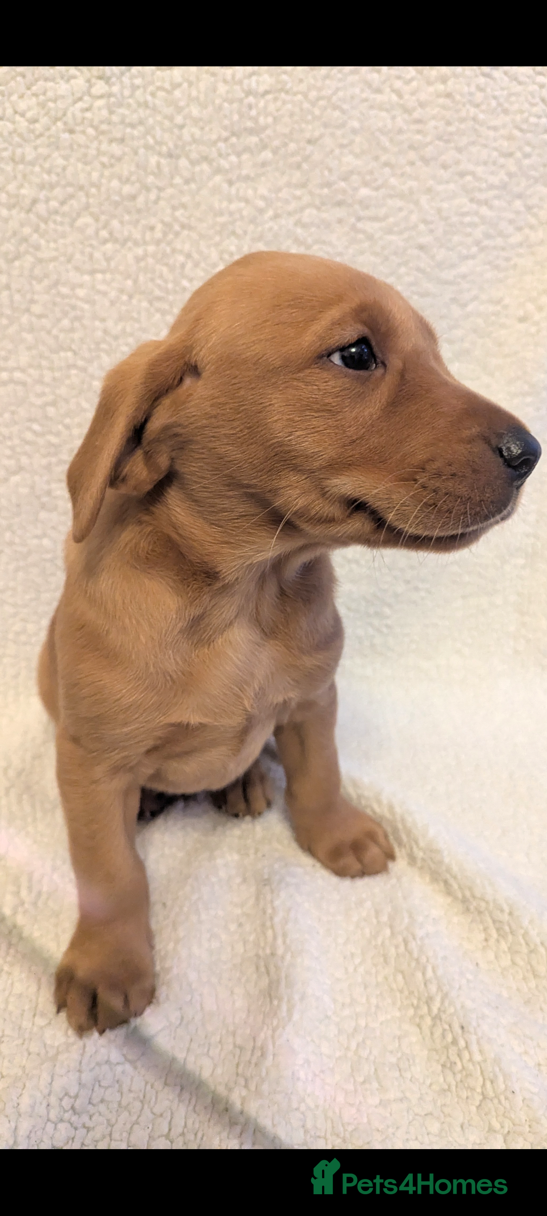 Labrador Retriever dogs for sale: Fox red Labradors  - Advert 17