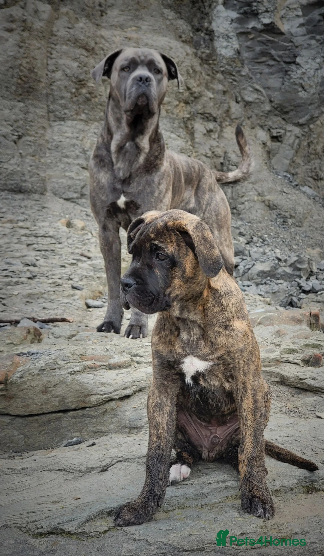 Cane Corso dogs for stud: Brown brindle canecorso for stud. in Driffield - Advert 5
