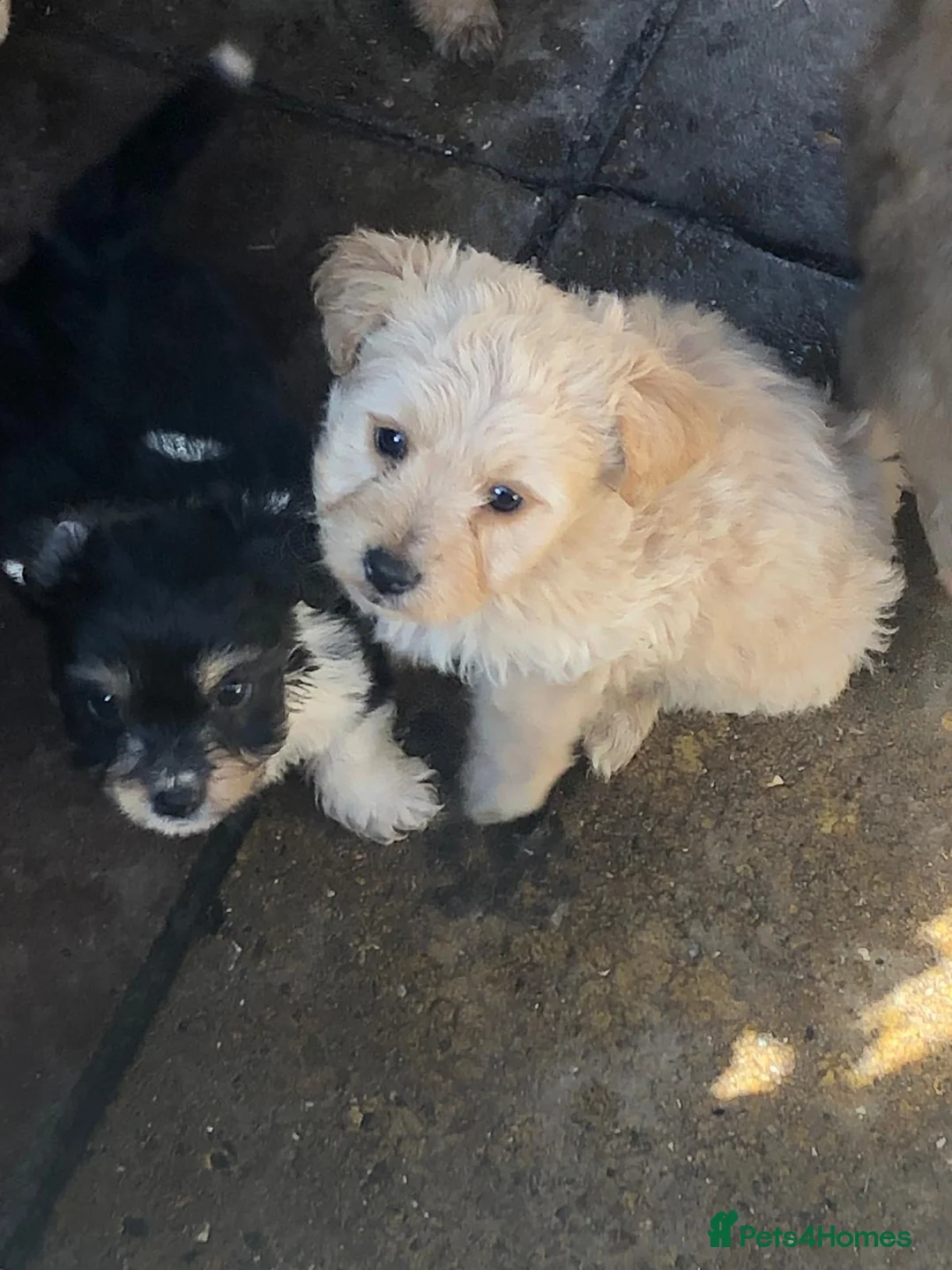Jackapoo dogs for sale: 1 Boy Left !! 6 beautiful jackapoo pups - Advert 1