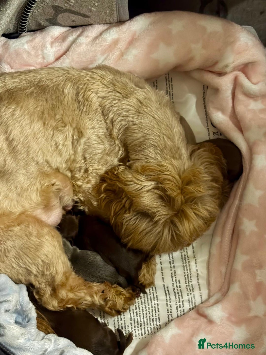 Shih Tzu dogs for sale: Exceptional KC Registered Health Tested - Advert 3