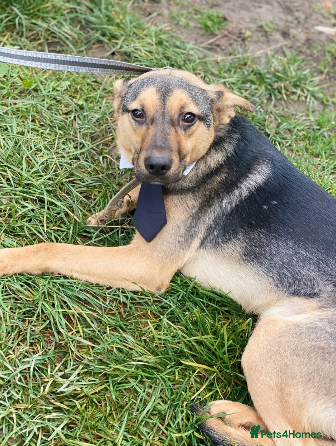 Mixed Breed dogs for adoption: 💙🐶 MOZART 🐶💙 - Advert 10