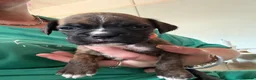 Boxer dogs for sale: Gorgeous K.C boxer pups for sale - Advert 11