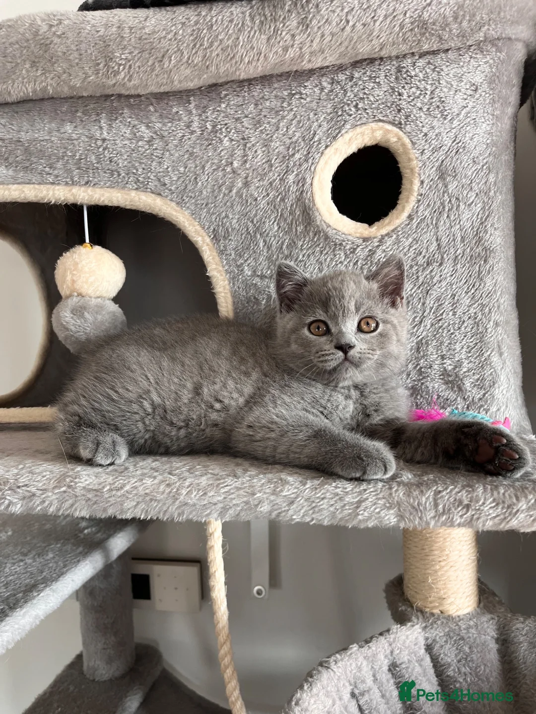 British Shorthair cats for sale: British Shorthair Boy 💙 - Advert 2
