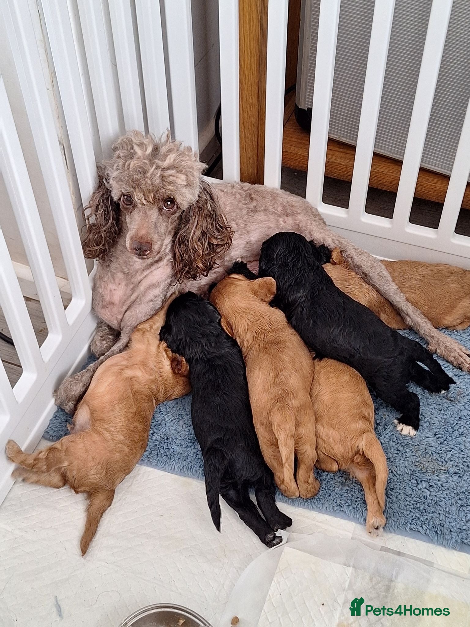 Cavapoo dogs F1 CAVAPOO READY NOW - Advert 2