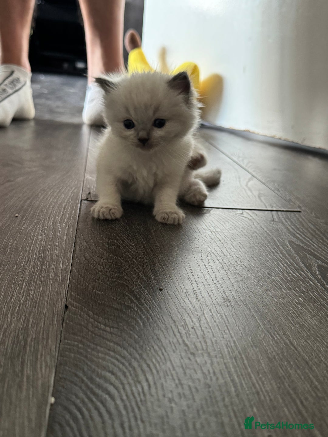 Ragdoll cats for sale: 2x Pair of Ragdol kittens Taunton local homes only - Image 4