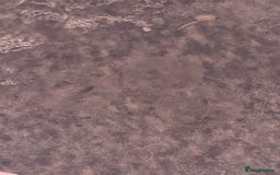 Axolotl reptiles for sale:  Axolotl eggs  - Advert 4