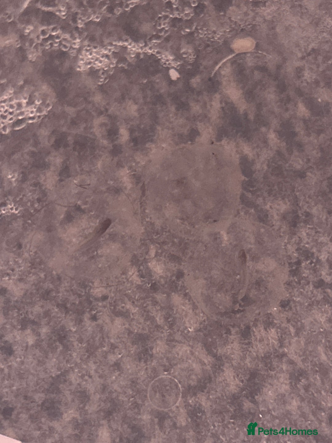 Axolotl reptiles for sale:  Axolotl eggs  - Advert 4