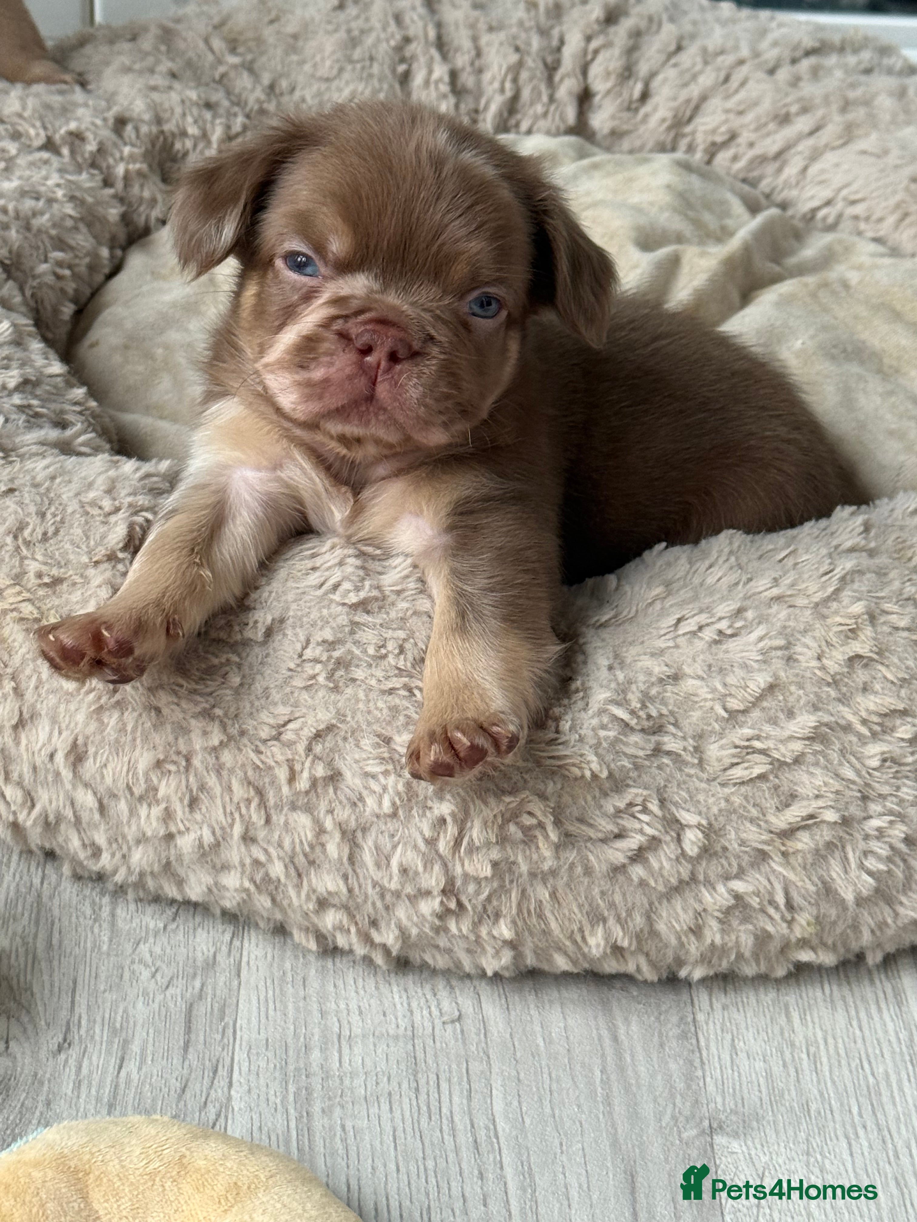 French Bulldog dogs Full fluffy frenchies ready to go 6 days  - Advert 12