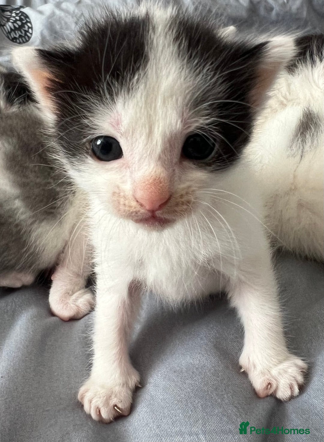 Mixed Breed cats for sale: ❤️*Blue/white & black/white friendly kittens*❤️ - Image 13