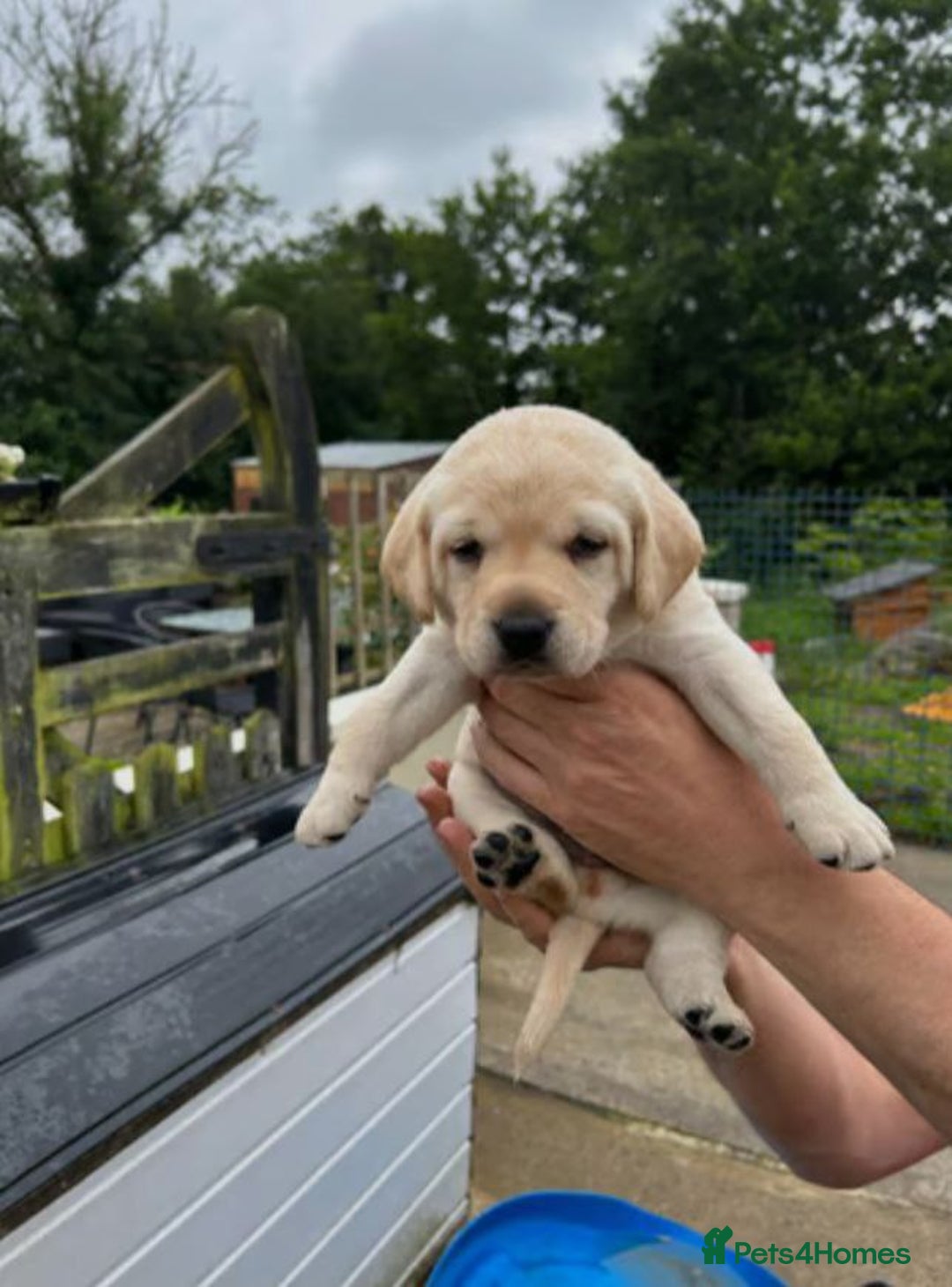 Labrador Retriever dogs for sale: Labrador Retriever Puppies - Image 3
