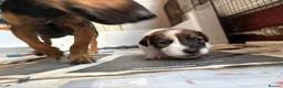 Jack Russell dogs for sale: Delightful Miniature Jack Russell Pups - Advert 19