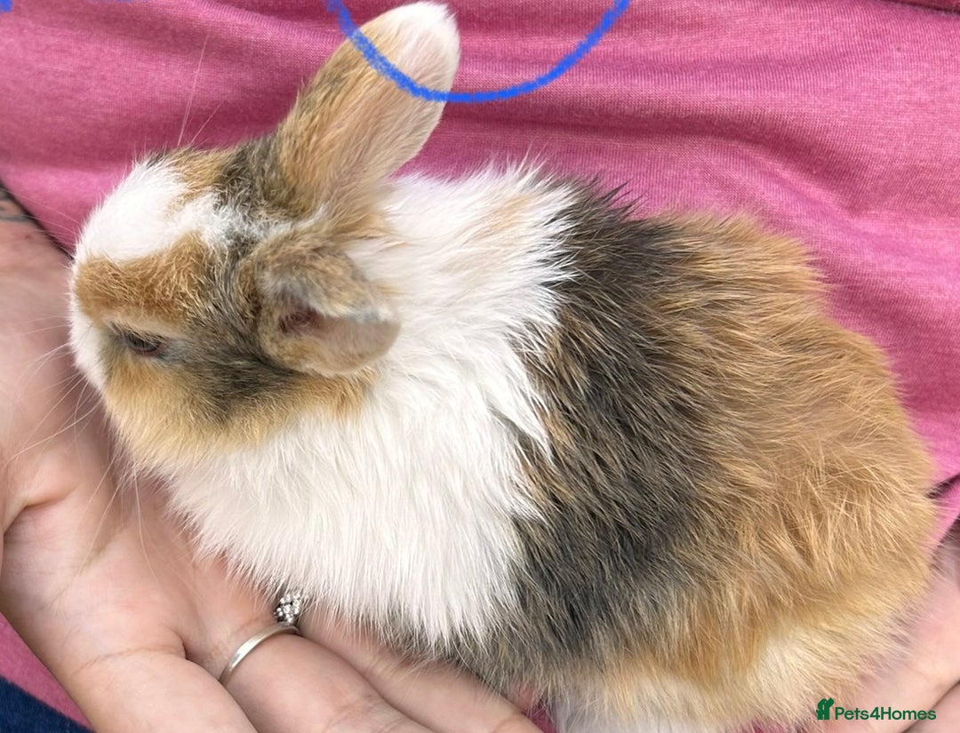Netherland Dwarf rabbits for sale: Netherland dwarf Dutch  in Hemel Hempstead - Image 4