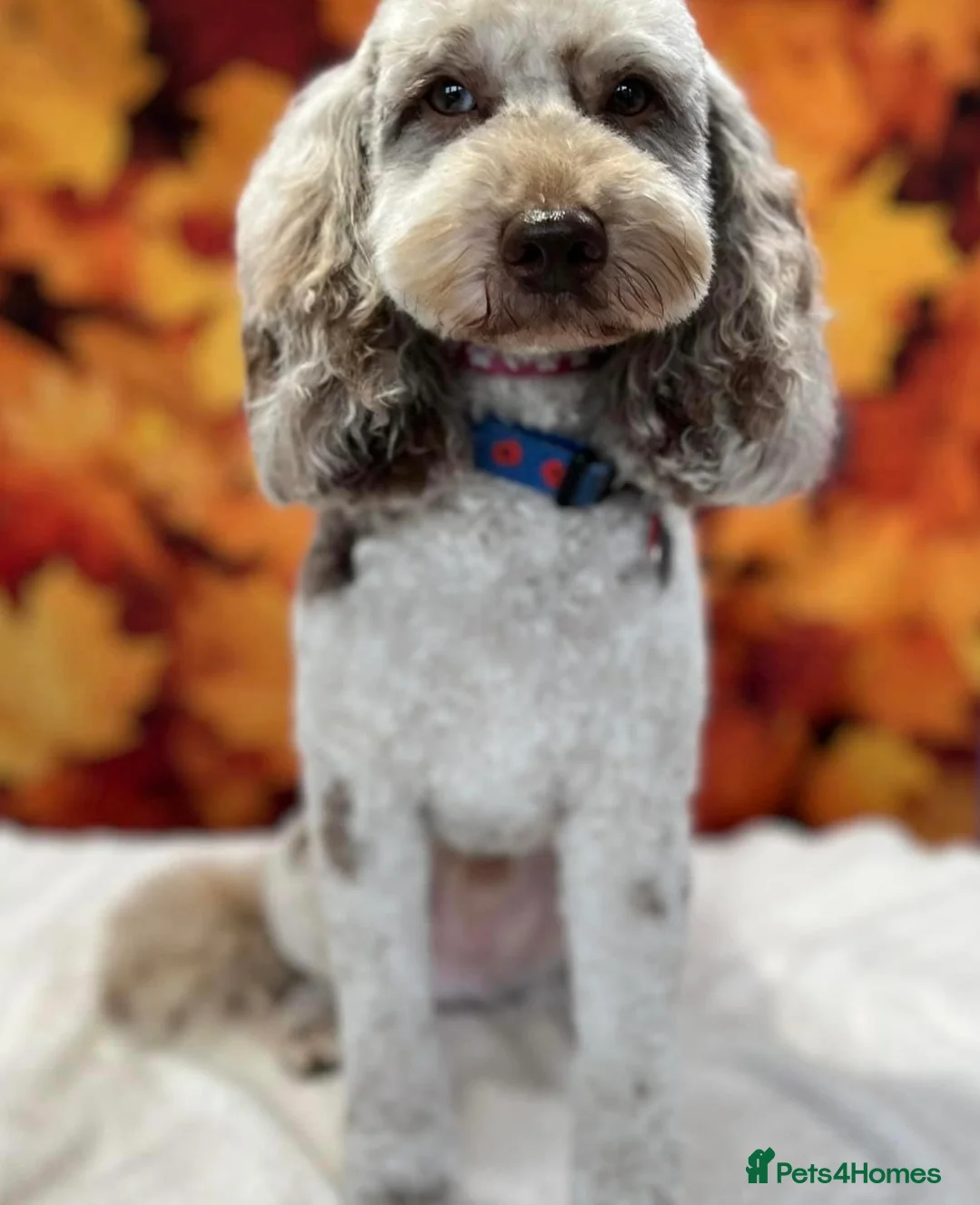 Cockapoo dogs for stud: PROVEN DNA tested Cockapoo Stud-Chocolate Merle in Stafford - Advert 2