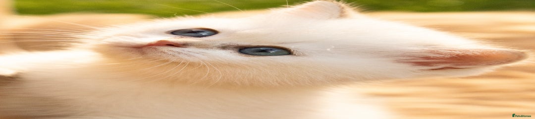 British Shorthair Kitten 