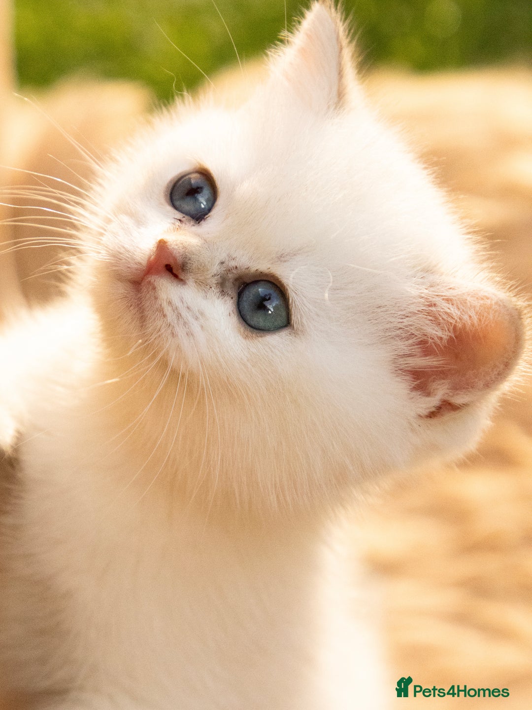 British Shorthair cats for sale: BSH Champion bloodlines TICA Kittens in Bedford - Image 7