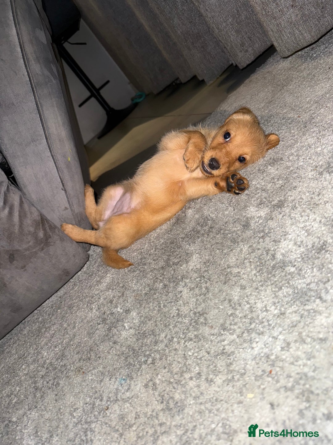 Labradoodle dogs for sale: Gorgeous Labradoodle pup  - Advert 8