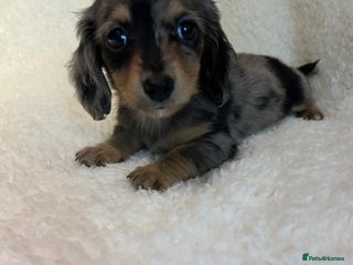 Miniature Dachshund dogs ****true to type mini dachshund *** - Advert 10