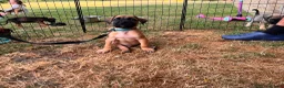 Presa Canario dogs for sale: Presa Canario Puppies Availale  - Advert 15