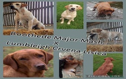 Labrador Retriever dogs for sale: KC Registered Fox Red & Yellow Labradors - Image 2