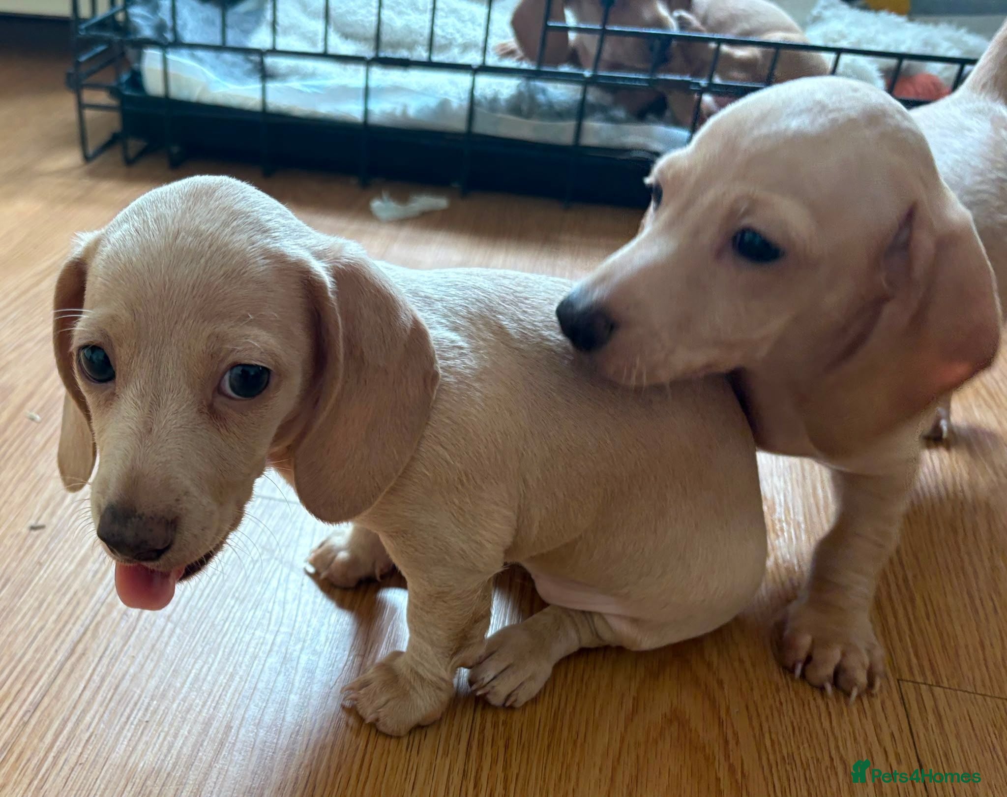 Miniature Dachshund dogs Mini dachshund for sale females  - Advert 13