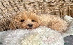 Maltipoo dogs for sale: Exquisitely Adorable Toy Maltipoo Puppies  - Image 20